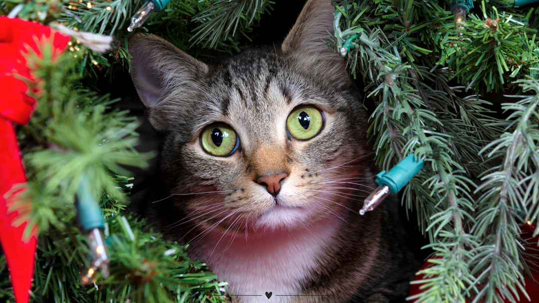 Winterglück für Hauskatzen: So bleibt dein Fellfreund warm und happy