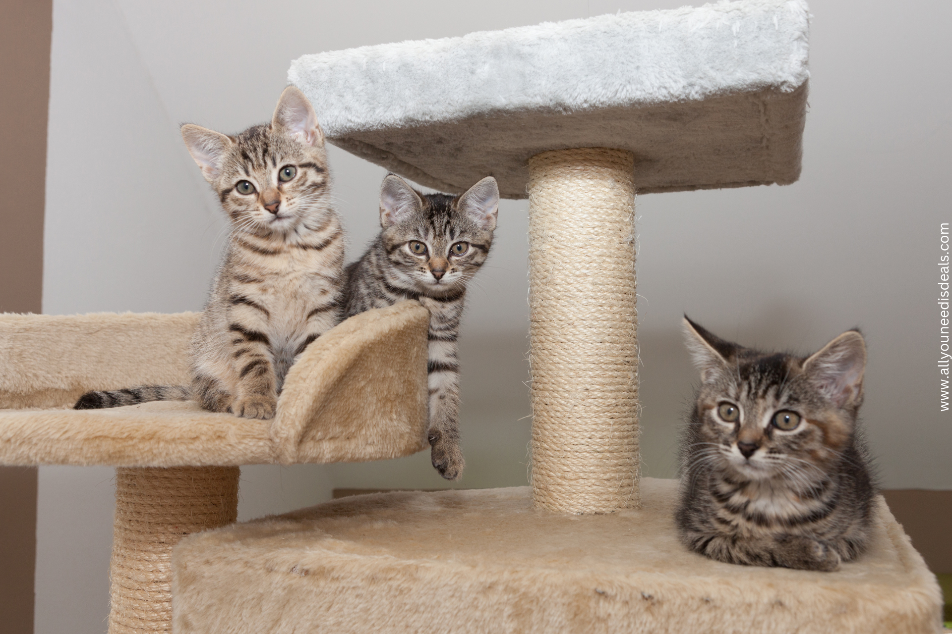 Katzen-Welt